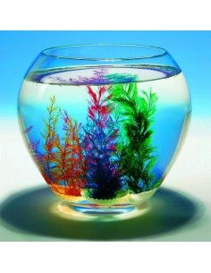 Conchiglia magica Peggy...